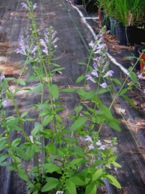 Tall Skullcap